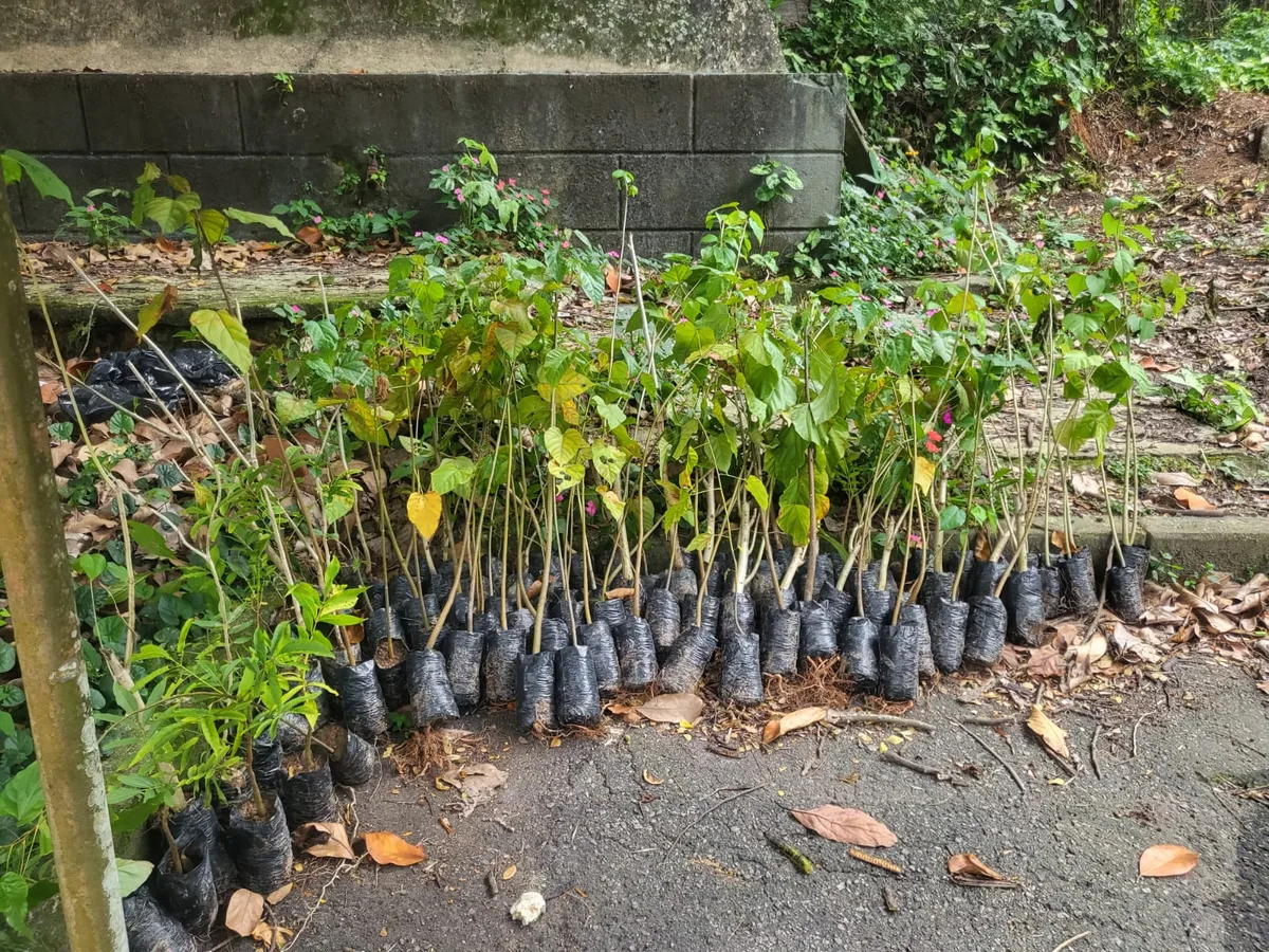 Plantio de mudas no Colégio São José, Tijuca